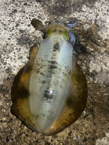 アオリイカの釣果