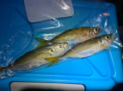 アジの釣果