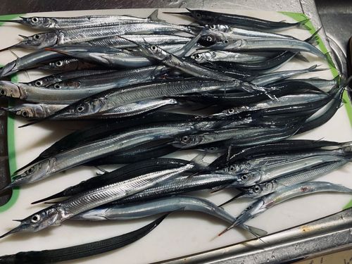 サヨリの釣果