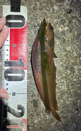 ドンコの釣果