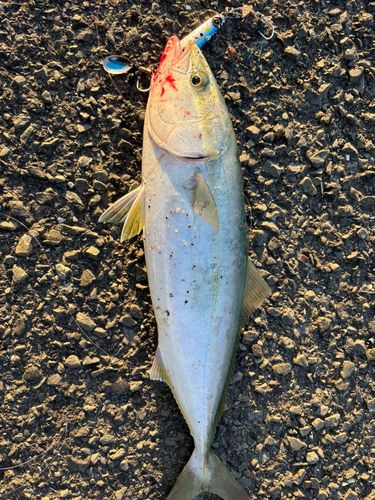 ヤズの釣果