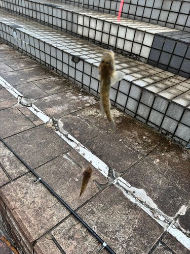 旧江戸川