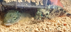 マハゼの釣果