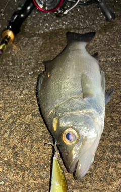 セイゴ(ヒラスズキ)の釣果