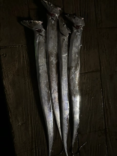 タチウオの釣果