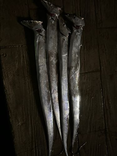 タチウオの釣果