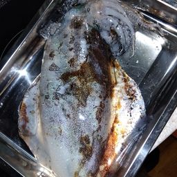 アオリイカ