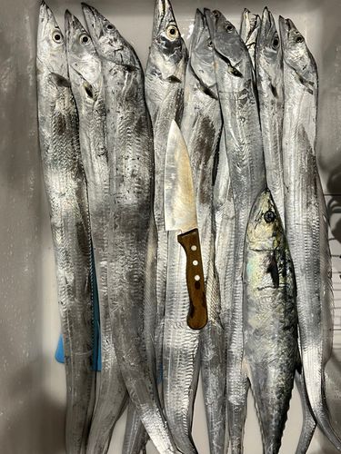 タチウオの釣果