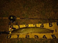 ニホンナマズの釣果