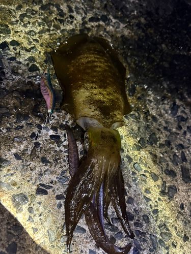 アオリイカの釣果