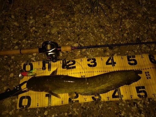 ニホンナマズの釣果