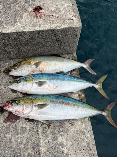 カンパチの釣果