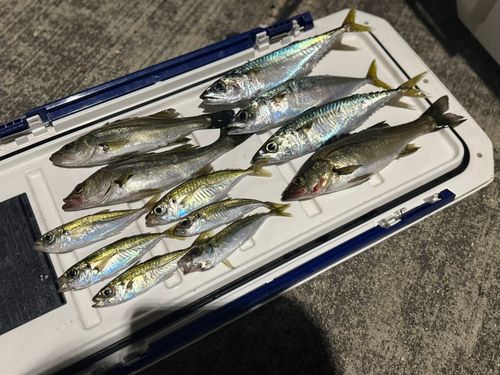 セイゴ（マルスズキ）の釣果