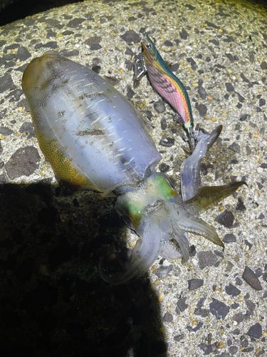 アオリイカの釣果