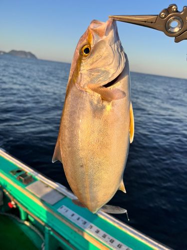 カンパチの釣果
