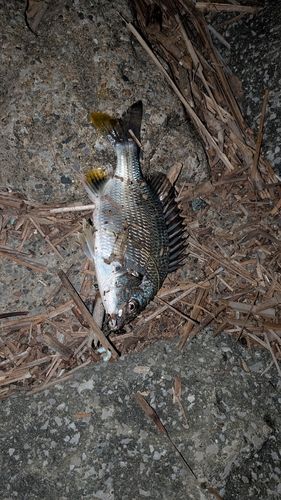 キビレの釣果