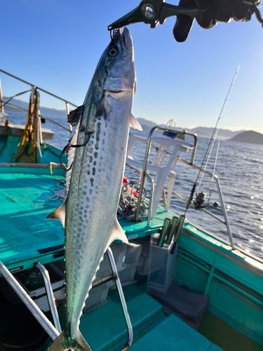 サワラの釣果