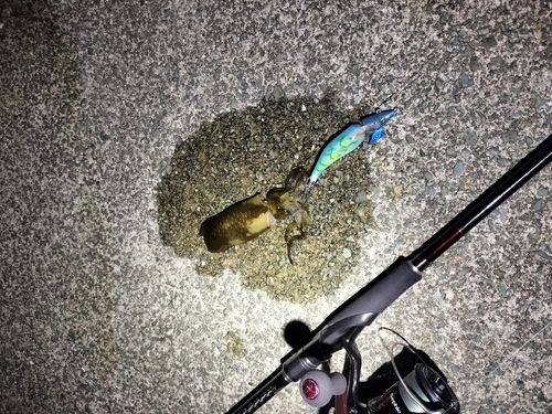 若狭湾