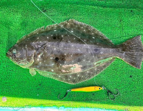 ヒラメの釣果