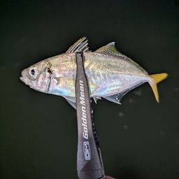 アジ