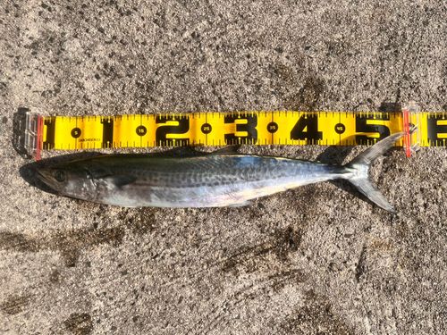 サワラの釣果