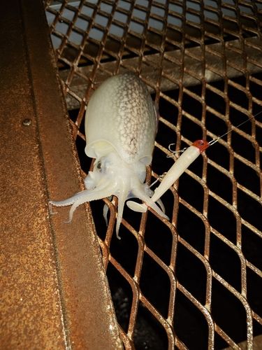 シリヤケイカの釣果