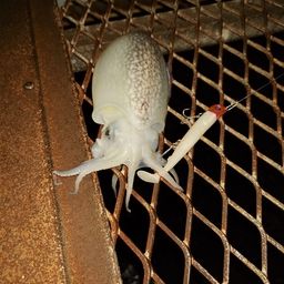 シリヤケイカ