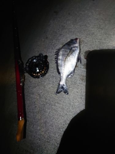 釣果