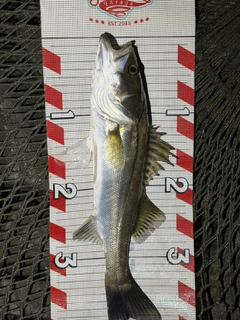 セイゴ（マルスズキ）の釣果