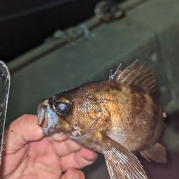 メバル