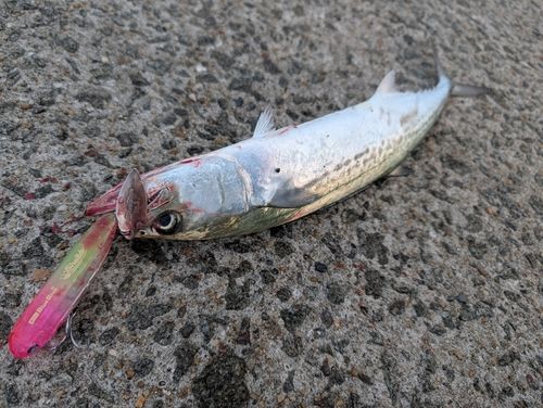 サゴシの釣果