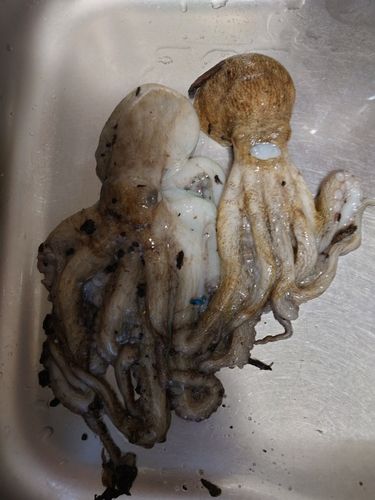 タコの釣果