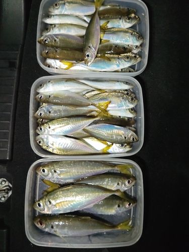 的矢湾