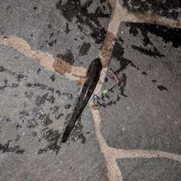 マハゼ