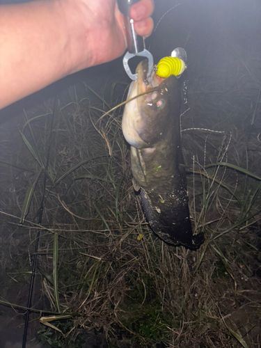 ナマズの釣果