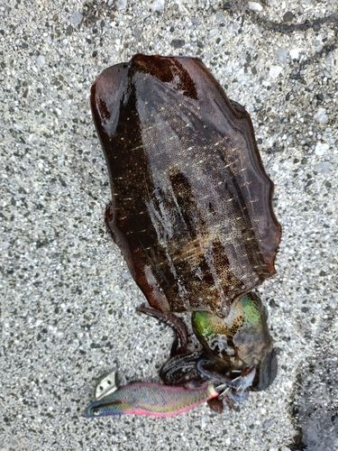 アオリイカの釣果