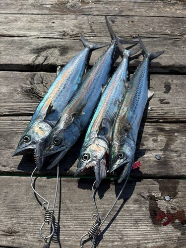小浜湾