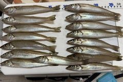 シロギスの釣果