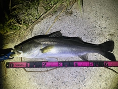 シーバスの釣果