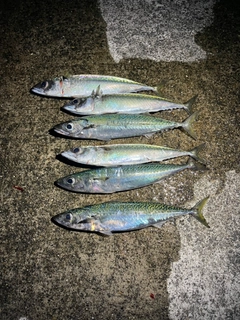 サバの釣果