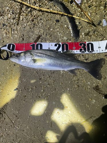 セイゴ（マルスズキ）の釣果