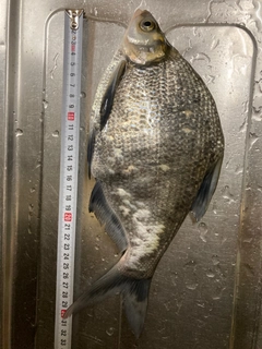 ダントウボウの釣果