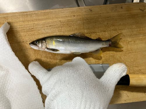 アユの釣果
