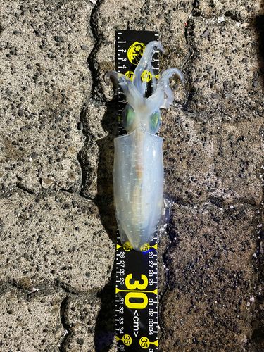 イカの釣果