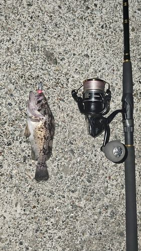 クロソイの釣果
