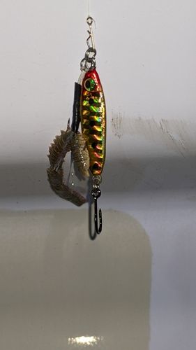 ウロハゼの釣果