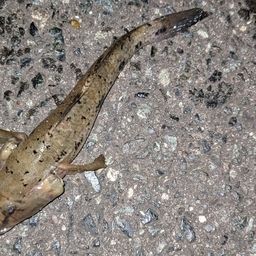 ウロハゼ