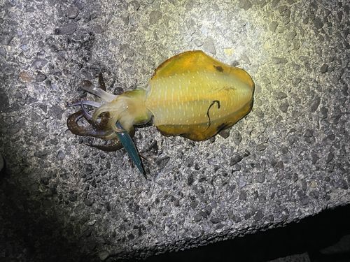 橘湾