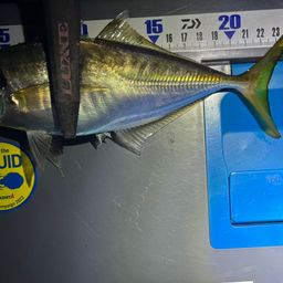 アジ