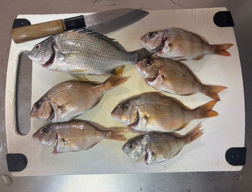 キビレの釣果